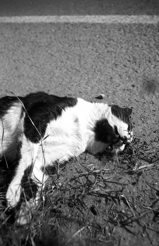 Tote Katze schwarz weiss analog Fotografie