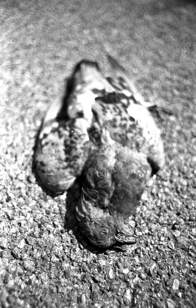 Tote Taube, Tote Tiere, analog fotografie schwarz weiss film